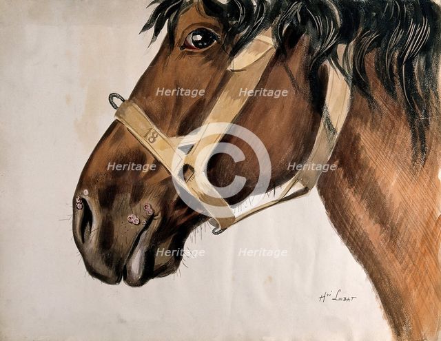 Head of a horse in profile, with raised sores near his nostrils and his mouth, c1880-1920. Creator: Henri Loubat.