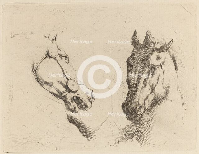 Head of a Horse Seen in Profile and in Three-Quarters. Creator: Stefano della Bella.