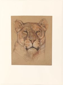 Head of a lioness, 1866-1939. Creator: Bernard Willem Wierink