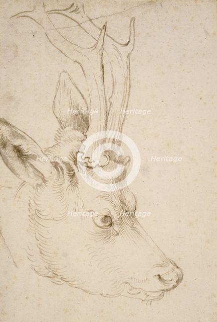 Head of a Roebuck, 1503. Artist: Dürer, Albrecht (1471-1528)
