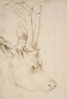 Head of a Roebuck, 1503. Artist: Dürer, Albrecht (1471-1528)