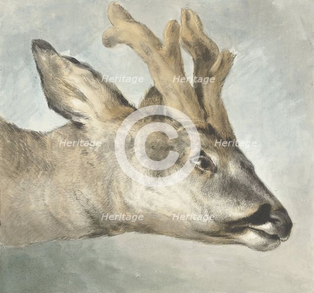 Head of a Roebuck, c.1800. Creator: Wybrand Hendriks.