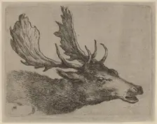 Head of a Stag Turned Right. Creator: Stefano della Bella