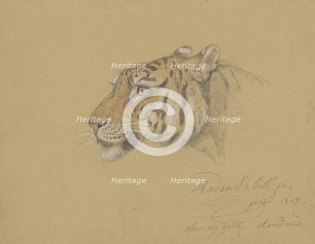 Head of a Tiger, 1847. Creator: Raden Saleh.