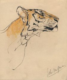 Head of a Tiger c1910. Artist: John MacAllan Swan