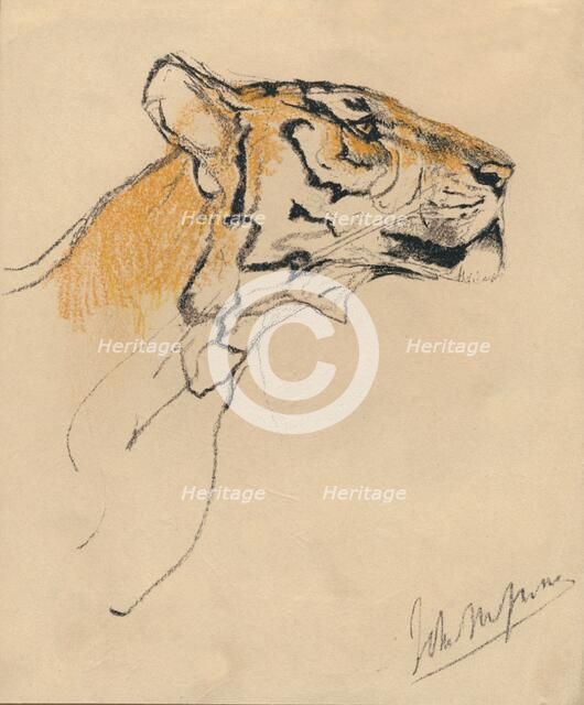 'Head of a Tiger', c1910. Artist: John MacAllan Swan.