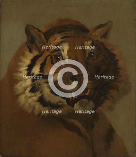 Head of a Tiger, Undated. Creator: Johann Heinrich Wilhelm Tischbein.