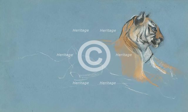 Head of a Tigress, c1900s. Creator: John MacAllan Swan.