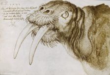 Head of a Walrus , 1521. Creator: Dürer, Albrecht (1471-1528)