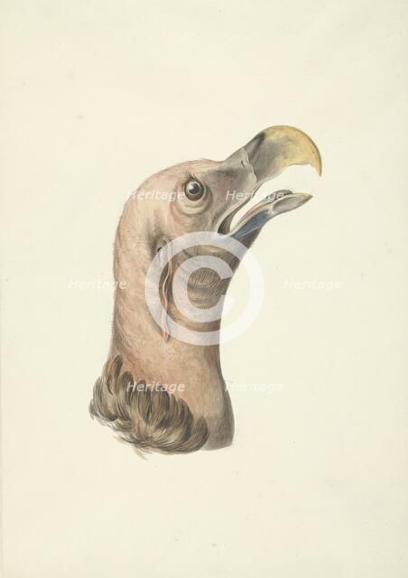 Head of an ear vulture (Otogyps auricularis daud), 1763-1824. Creator: Circle of François Le Vaillant.