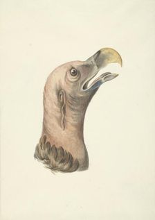 Head of an ear vulture (Otogyps auricularis daud), 1763-1824. Creator: Circle of François Le Vaillant