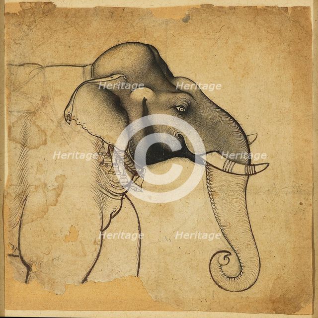 Head of an elephant, 1700-1710. Artist: Unknown.