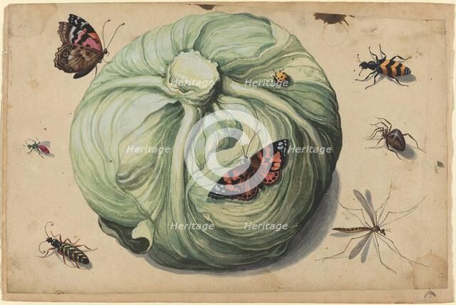 Head of Cabbage with Insects, early 17th century. Creator: Unknown.