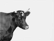 Head of cow, between 1890 and 1901. Creator: Unknown