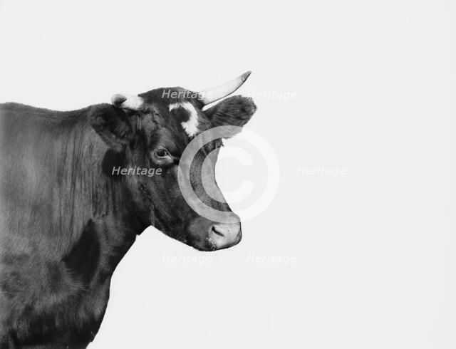 Head of cow, between 1890 and 1901. Creator: Unknown.