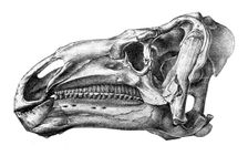 Head of Iguanodon, showing cheek-teeth adapted for chewing shoots and leaves of plants..., 1895. Creator: Unknown