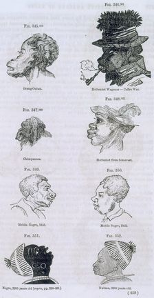 Head shapes of apes and humans, 1854. Creator: Unknown