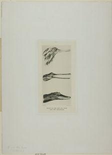 Heads of Saw-Bill Duck and Two Crocodiles, n.d. Creator: John Ruskin