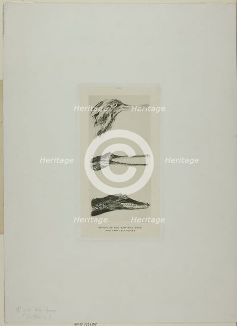 Heads of Saw-Bill Duck and Two Crocodiles, n.d. Creator: John Ruskin.