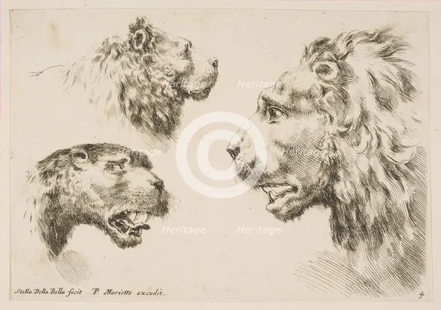 Heads of Three Lions, ca. 1641. Creator: Stefano della Bella.