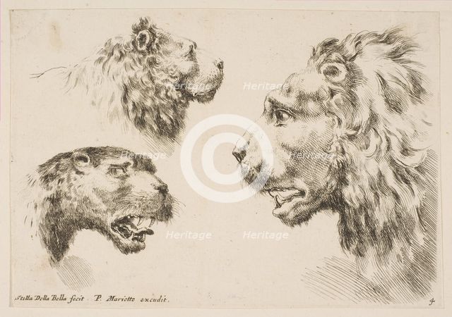 Heads of Three Lions, ca. 1641. Creator: Stefano della Bella.