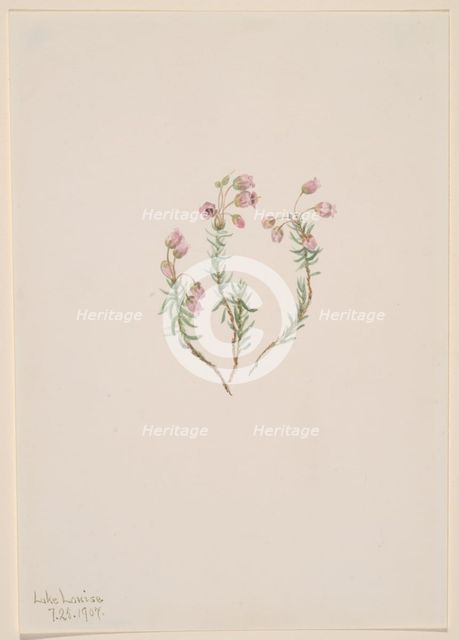 Heather (Phyllodoce intermedia), 1907. Creator: Mary Vaux Walcott.