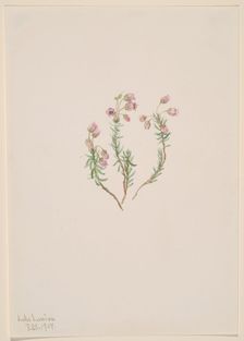 Heather (Phyllodoce intermedia), 1907. Creator: Mary Vaux Walcott