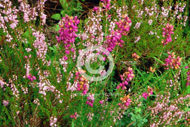 Heather, Scotland. Creator: Peter Thompson.