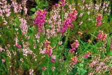 Heather, Scotland. Creator: Peter Thompson