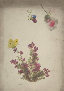 Heather, Sweet Peas and Butterfly, 19th century. Creator: Anon