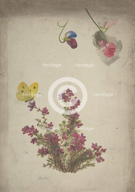 Heather, Sweet Peas and Butterfly, 19th century. Creator: Anon.