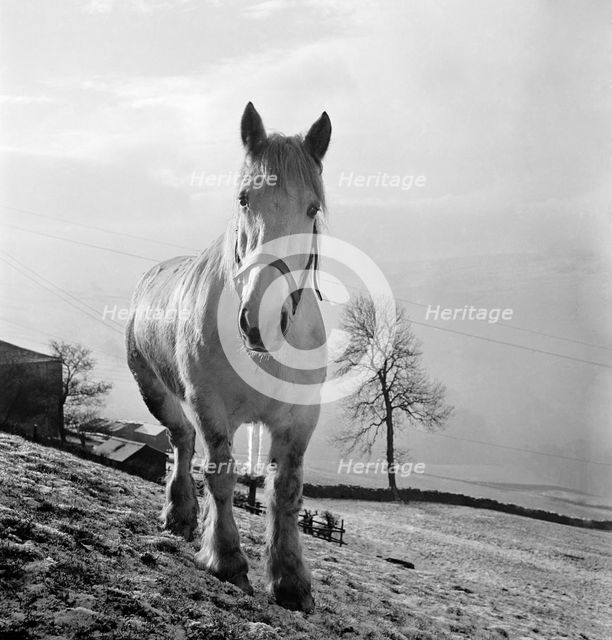 Heavy horse on the slope of a field in the Pennines, West Yorkshire, c1955. Artist: John Gay.