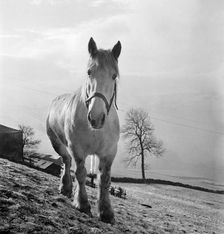 Heavy horse on the slope of a field in the Pennines, West Yorkshire, c1955. Artist: John Gay