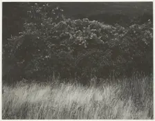 Hedge and Grasses - Lake George, 1933. Creator: Alfred Stieglitz