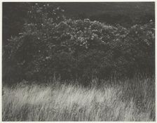 Hedge and Grasses - Lake George, 1933. Creator: Alfred Stieglitz