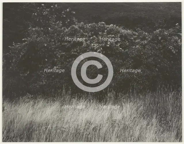 Hedge and Grasses - Lake George, 1933. Creator: Alfred Stieglitz.