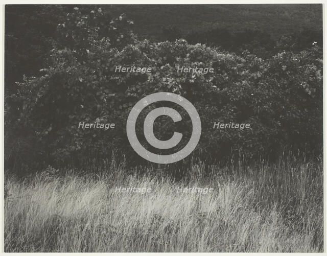 Hedge and Grasses - Lake George, 1933. Creator: Alfred Stieglitz.