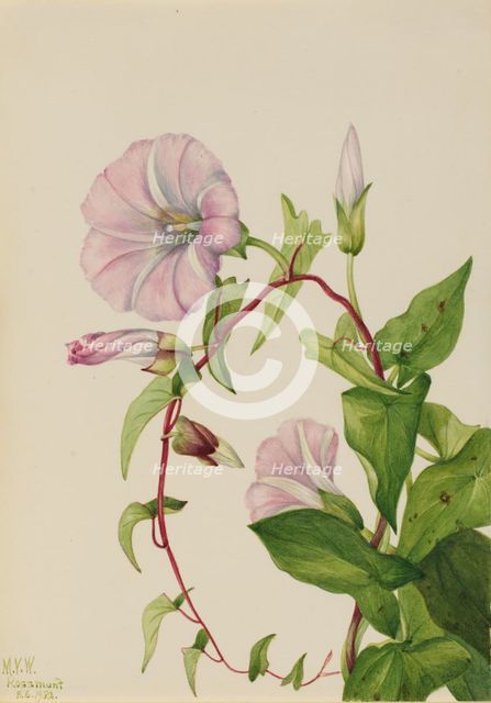 Hedge Bindweed (Calystegia (Convolvulus) sepium), 1932. Creator: Mary Vaux Walcott.