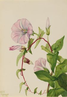 Hedge Bindweed (Calystegia (Convolvulus) sepium), 1932. Creator: Mary Vaux Walcott