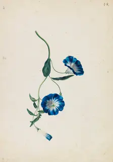 Hedge bindweed, c1830-1840. Creator: Blaschek; Franz (1787-1849)