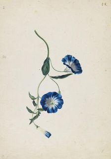 Hedge bindweed, c1830-1840. Creator: Blaschek; Franz (1787-1849)