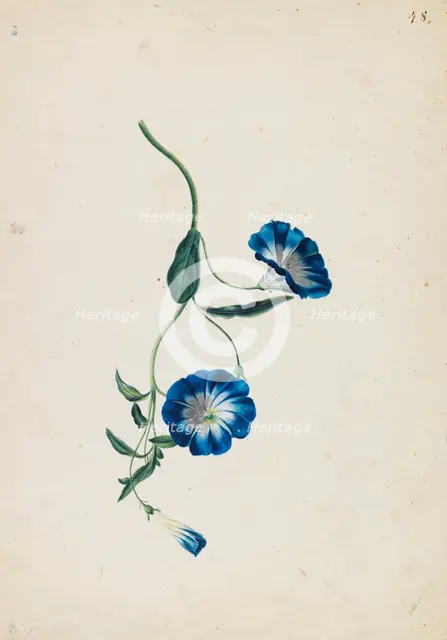 Hedge bindweed, c1830-1840. Creator: Blaschek; Franz (1787-1849).