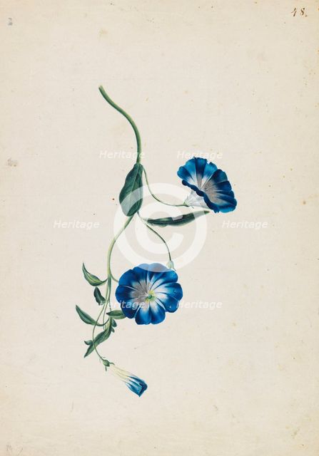 Hedge bindweed, c1830-1840. Creator: Blaschek; Franz (1787-1849).