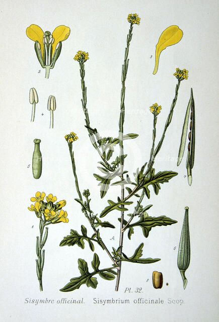Hedge mustard, 1893. Artist: Unknown