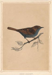 Hedge Sparrow (Prunella modularis), c1850, (1856)