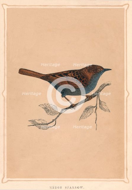 'Hedge Sparrow', (Prunella modularis), c1850, (1856). Artist: Unknown.