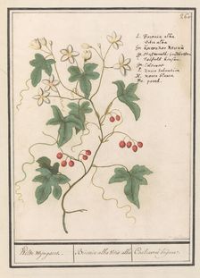 Hedge vine (Bryonia dioica), 1596-1610. Creators: Anselmus de Boodt, Elias Verhulst