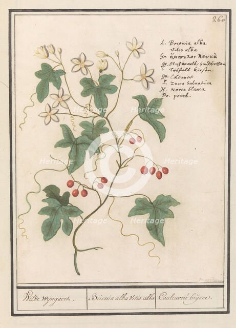 Hedge vine (Bryonia dioica), 1596-1610. Creators: Anselmus de Boodt, Elias Verhulst.
