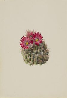 Hedgehog Cactus (Coryphantha arizonica), 1933. Creator: Mary Vaux Walcott
