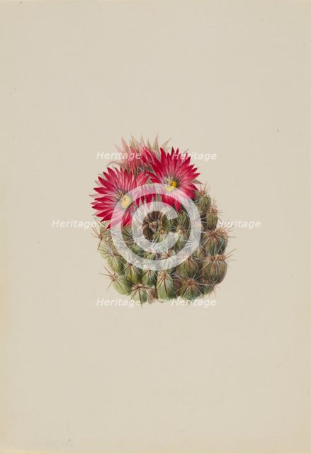 Hedgehog Cactus (Coryphantha arizonica), 1933. Creator: Mary Vaux Walcott.
